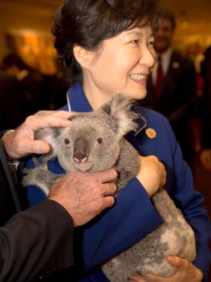 Tổng thống Nam Hàn Park Guen-Hye và con gấu koala